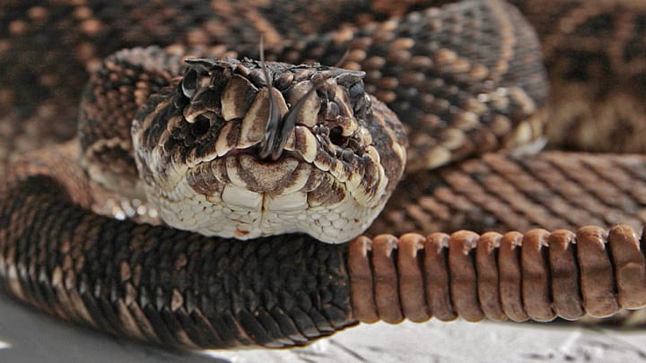 Snakes Alive! The Rattlesnake Derby is like a bass-fishing tournament, except you really don't want a bite